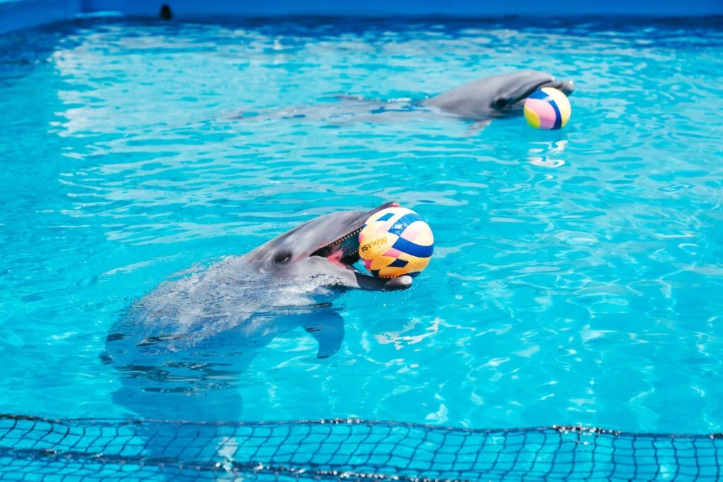 🐠 제로 거리 수족관 이세 시 파라다이스 이미지 8